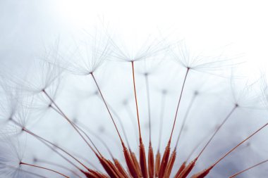 Baharda güzel karahindiba tohumu 