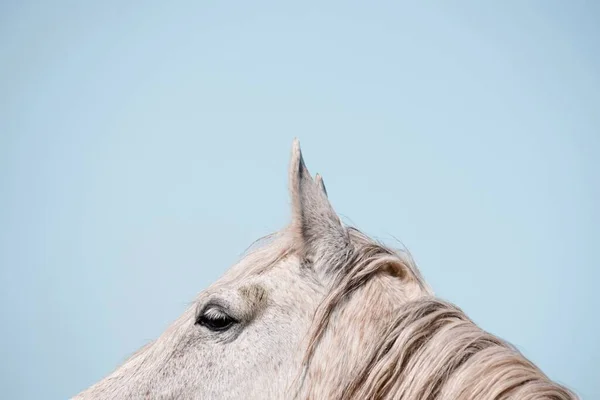 Krásný Bílý Kůň Portrét Louce — Stock fotografie