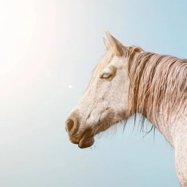 Beautiful White Horse Portrait Meadow — Stock Photo, Image