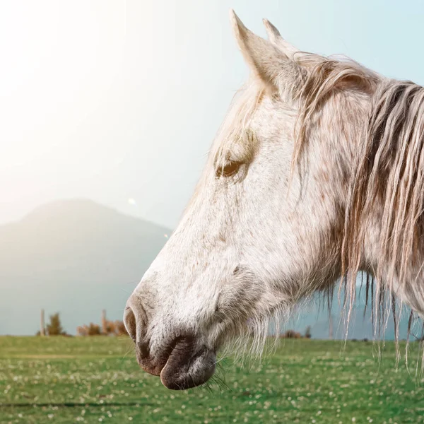 Красивый Белый Портрет Лошади Лугу — стоковое фото