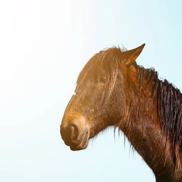 Beautiful Brown Horse Portrait Meadow — Stock Photo, Image