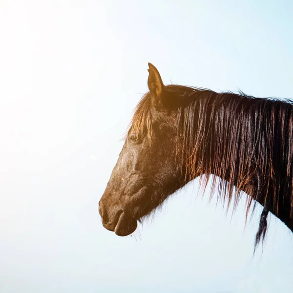 Beautiful Brown Horse Portrait Meadow — Stock Photo, Image