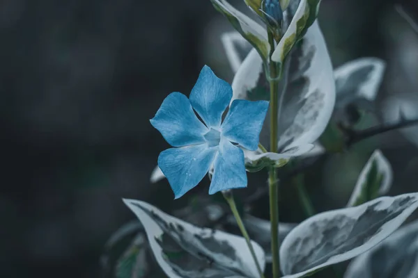 Planta Flor Azul Jardim Estação Primavera — Fotografia de Stock