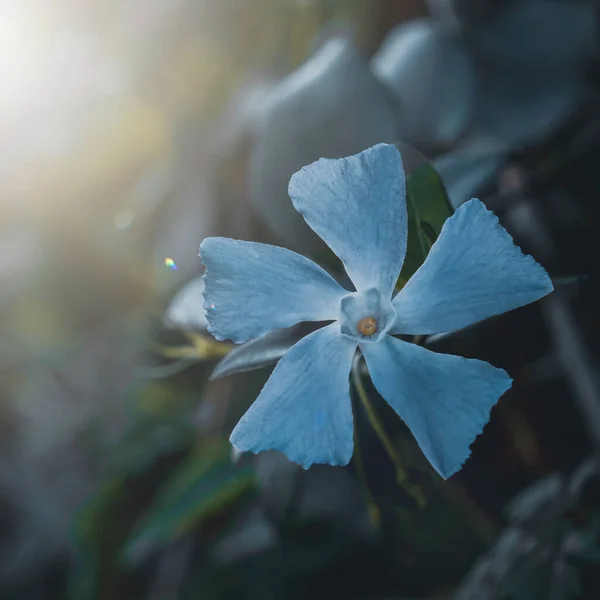 Planta Flor Azul Jardim Estação Primavera — Fotografia de Stock