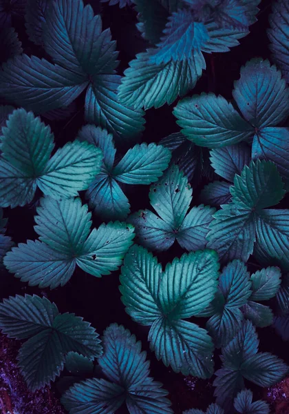 Folhas Plantas Verdes Azuis Natureza Estação Primavera — Fotografia de Stock