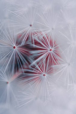 Bahar mevsiminde güzel karahindiba tohumu 