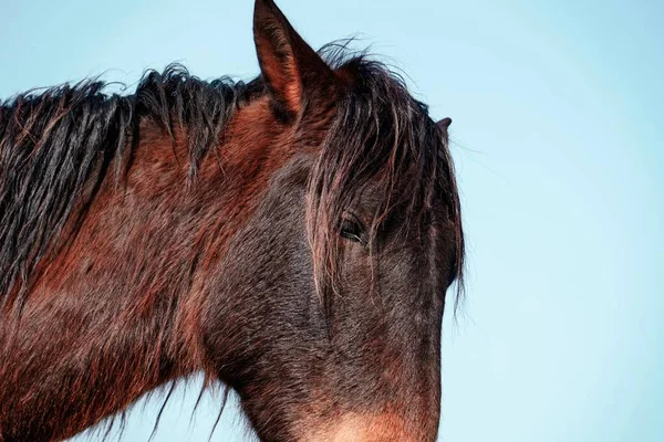 Beautiful Black Horse Portrait Nature — Stock Photo, Image