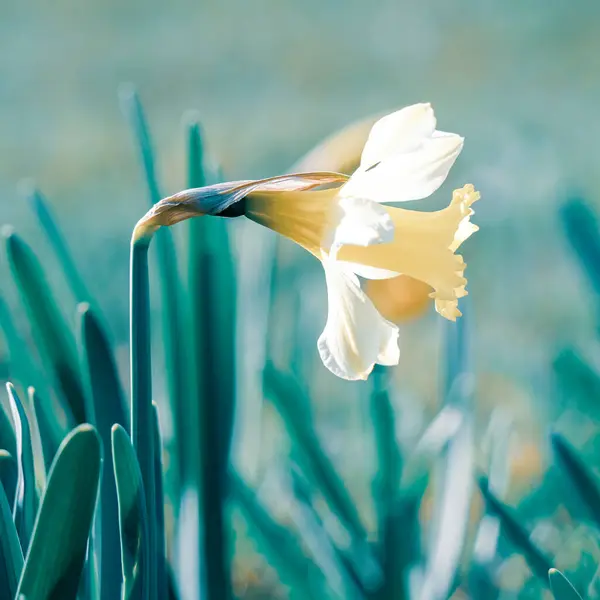 Hermosas Flores Amarillas Jardín Temporada Primavera —  Fotos de Stock