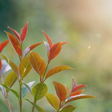  İlkbaharda doğada yeşil yapraklar 