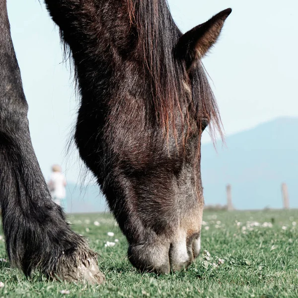 Блестящий Портрет Черной Лошади Лугу — стоковое фото