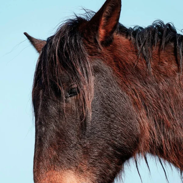 Retrato Caballo Negro Beatutiful Prado —  Fotos de Stock