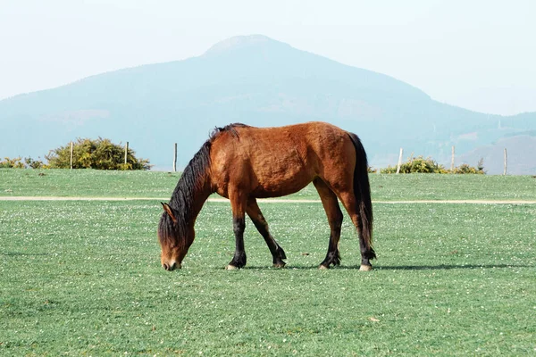 Vacker Brun Häst Porträtt Ängen — Stockfoto