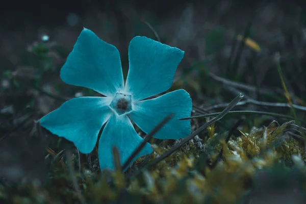 Schöne Blaue Blütenpflanze Frühling — Stockfoto