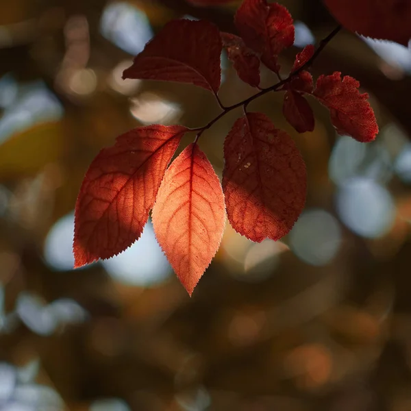 Foglie Albero Rosso Nella Stagione Autunnale Sfondo Rosso — Foto Stock