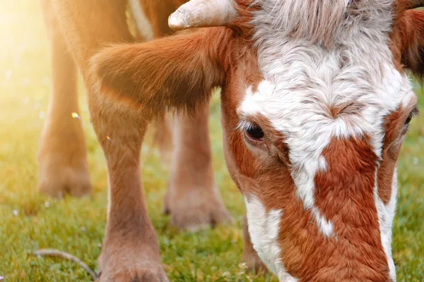 Beautiful Brown Cow Portrait Meadow — Stock Photo, Image