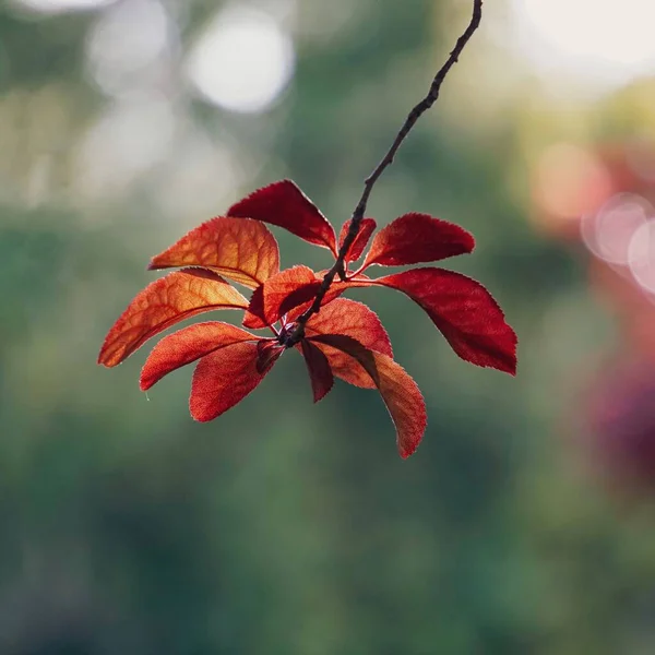 秋天的自然红叶 红色背景 — 图库照片