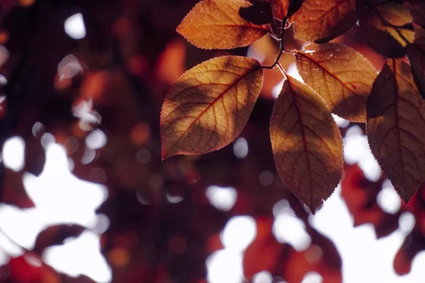 Red Tree Leaves Nature Autumn Season Red Background — Stock Photo, Image