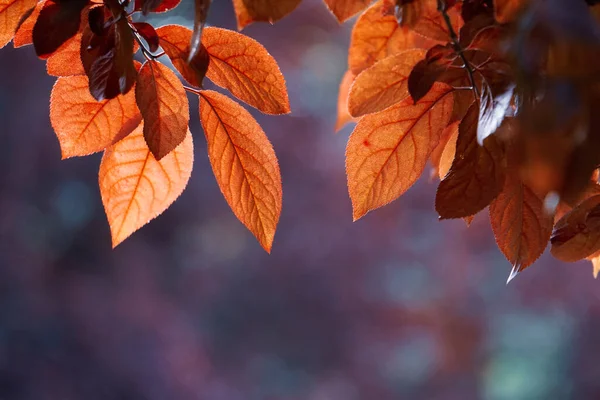 秋には紅葉 秋には紅葉 — ストック写真