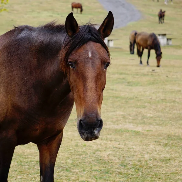 Belo Cavalo Preto Prado — Fotografia de Stock