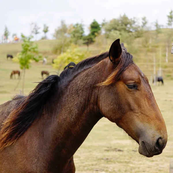 Beautiful Black Horse Meadow — Stock Photo, Image