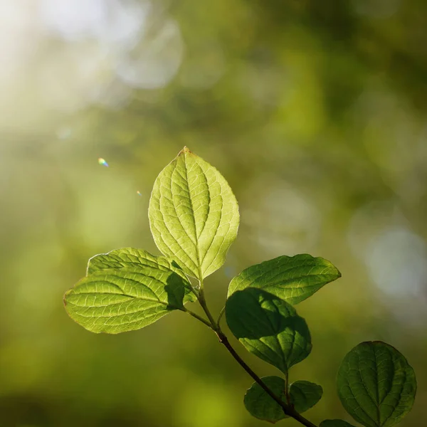 Grüne Baumblätter Der Natur Frühling — Stockfoto