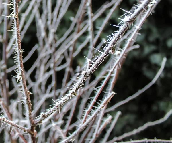 Prachtige Winterfoto Bij Een Meer Bos Met Sneeuw Ijs — Stockfoto