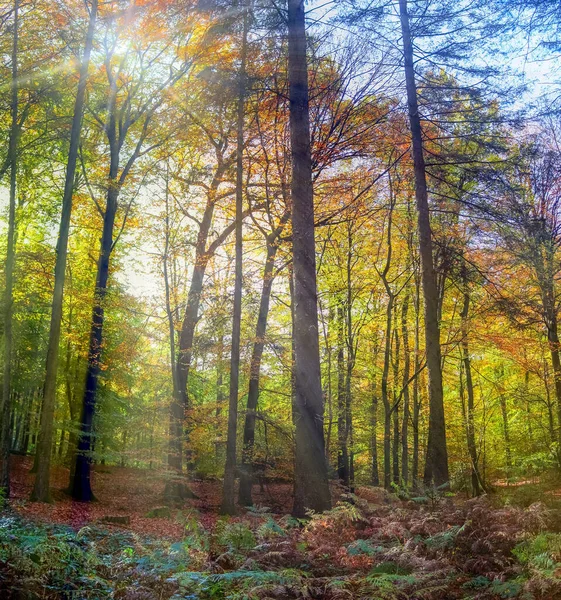 Pohled Barevného Pulzujícího Podzimního Lesa Podzimním Listím Slunečními Paprsky — Stock fotografie