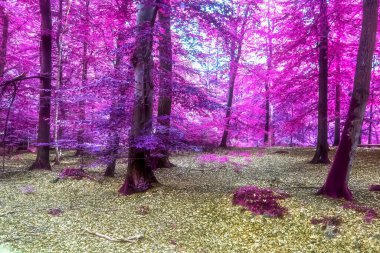Beautiful pink and purple infrared panorama of a countryside landscape with a blue sky. clipart