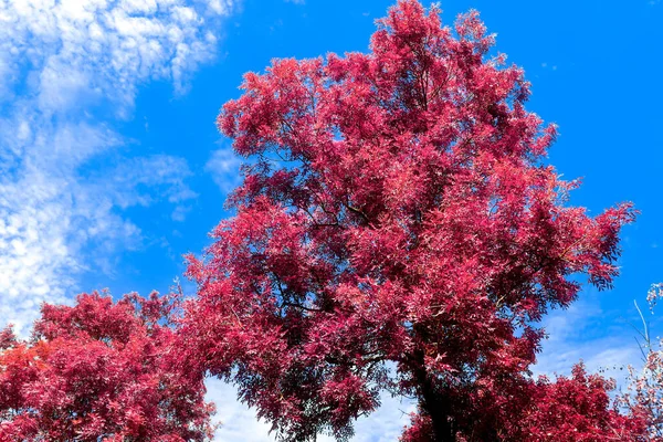 Gyönyörű Rózsaszín Lila Infravörös Panoráma Táj Egy Kék — Stock Fotó