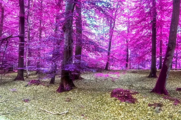 Hermoso Panorama Infrarrojo Rosa Púrpura Paisaje Rural Con Cielo Azul —  Fotos de Stock