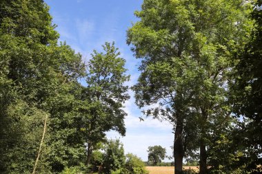 Kuzey Avrupa 'da tarlaları ve ağaçları olan kırsal yolların güzel manzarası.