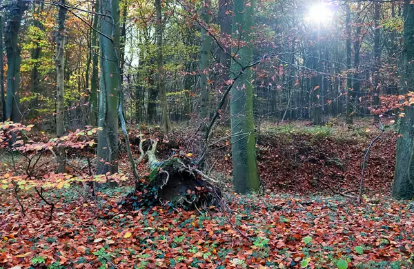 Uitzicht Een Kleurrijk Levendig Herfstbos Met Herfstbladeren Zonnestralen — Stockfoto