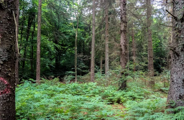 Προβολή Ένα Πολύχρωμο Και Ζωντανό Φθινόπωρο Δάσος Φυλλώματα Πτώση Και — Φωτογραφία Αρχείου