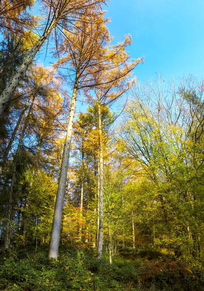 Blick Einen Bunten Und Lebendigen Herbstwald Mit Herbstlaub Und Sonnenstrahlen — Stockfoto