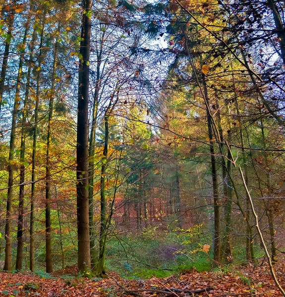 Uitzicht Een Kleurrijk Levendig Herfstbos Met Herfstbladeren Zonnestralen — Stockfoto