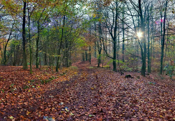 Vista Hacia Colorido Vibrante Bosque Otoñal Con Follaje Otoñal Rayos —  Fotos de Stock