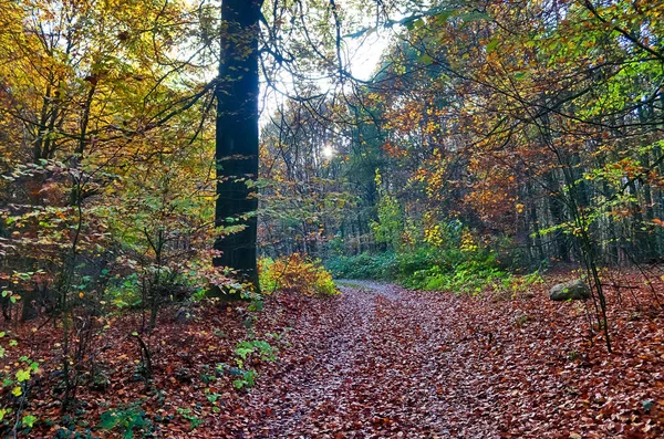 Pohled Barevného Pulzujícího Podzimního Lesa Podzimním Listím Slunečními Paprsky — Stock fotografie