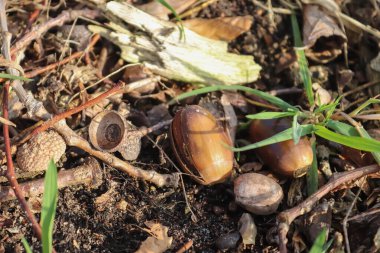 Orman zemininde meşeden kayın fıstıkları var. Kopya alanı olan doğa arkaplan dokusu. Yukarıdan yüksek açı görünümü