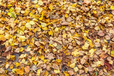 Arkaplan ya da dokular için renkli sonbahar yaprakları