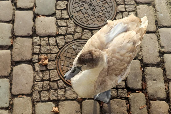 Cisne Caminando Por Camino Empedrado Cerca Del Agua Puerto — Foto de Stock