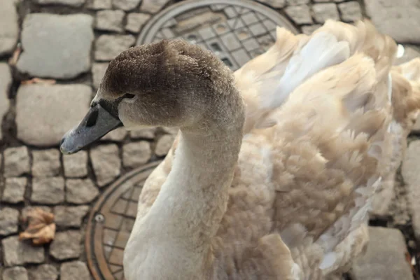 Cisne Caminhando Caminho Paralelepípedos Perto Água Porto — Fotografia de Stock