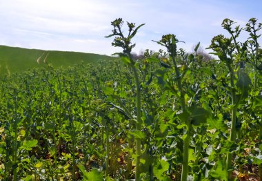 Sarı çiçek açan kolza tohumu, bulutlu mavi bir gökyüzüne karşı, fotokopi alanına sahip doğal manzara, Almanya Avrupa.