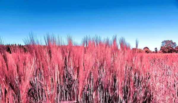 収穫の準備ができている農業作物や小麦畑の赤外線ビュー — ストック写真