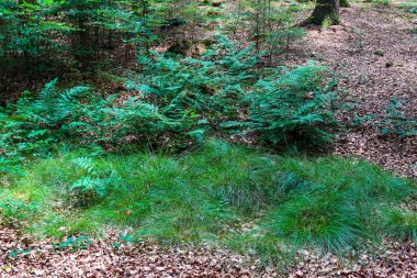 Yoğun yeşil bir ormana güzel bir manzara. Parlak güneş ışığı, derin gölgeler bırakıyor..