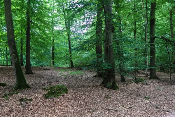 Yoğun Yeşil Bir Ormana Güzel Bir Manzara Parlak Güneş Işığı — Stok fotoğraf