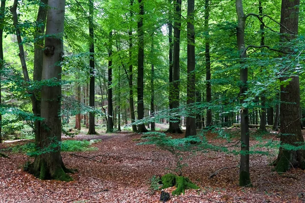 Krásný Výhled Hustého Zeleného Lesa Jasným Slunečním Světlem Vrhá Hluboký — Stock fotografie