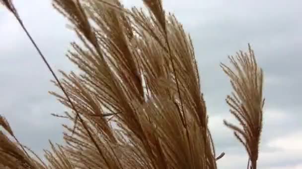 Selectieve Zachte Focus Van Het Strand Droog Gras Stengels Waait — Stockvideo