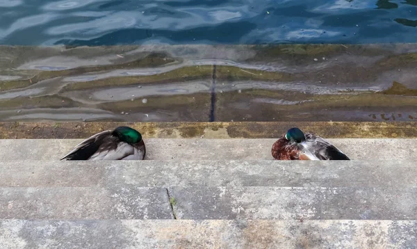 Schönes Entenpaar Schwimmt Wasser Einer Küste Deutschland — Stockfoto