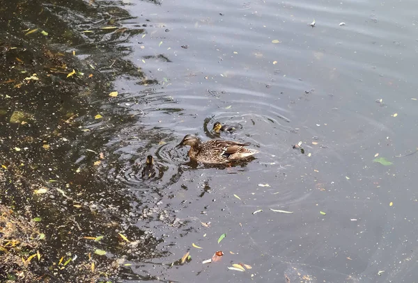 Casal Pato Lindo Nadando Água Uma Costa Alemanha — Fotografia de Stock