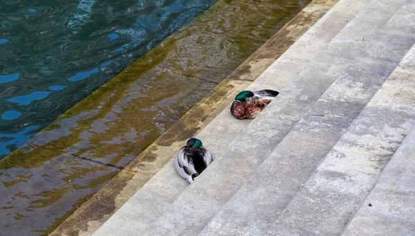 Casal Pato Lindo Nadando Água Uma Costa Alemanha — Fotografia de Stock